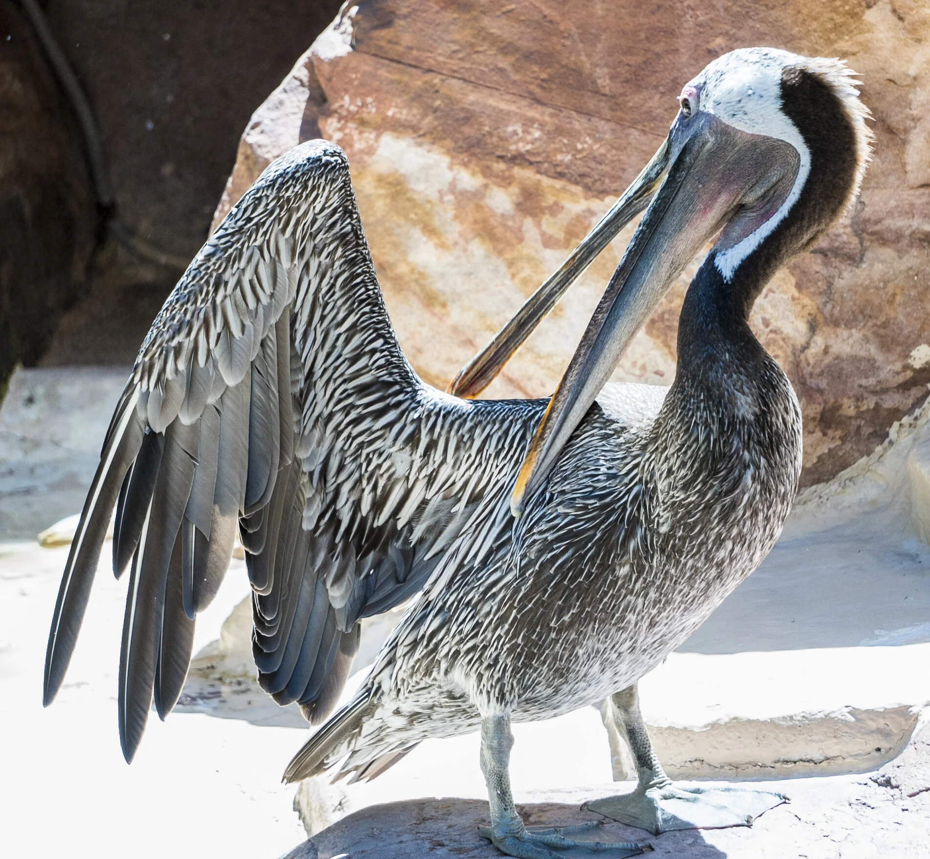 Pelican_2.jpg