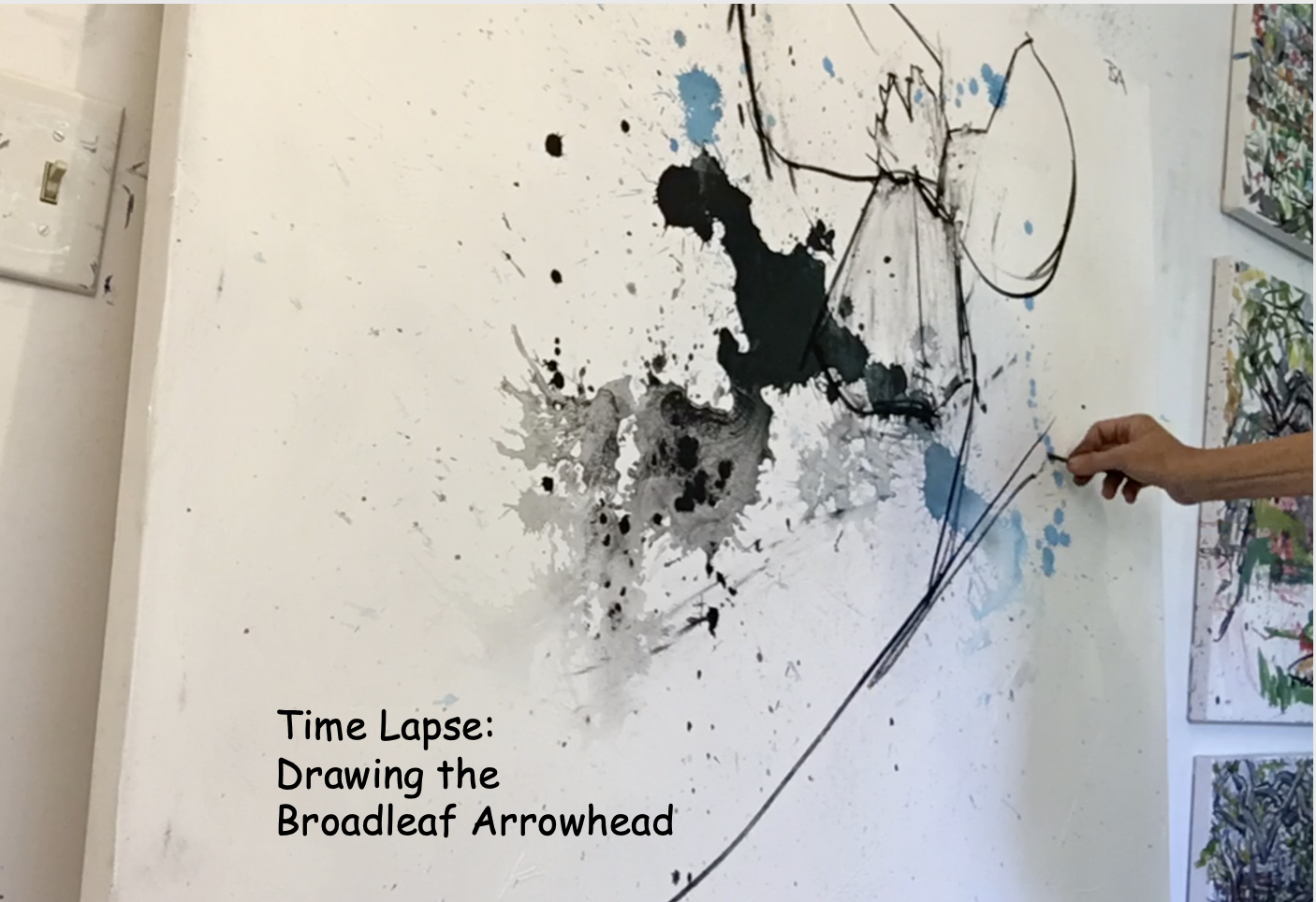 drawing the Broadleaf Arrowhead