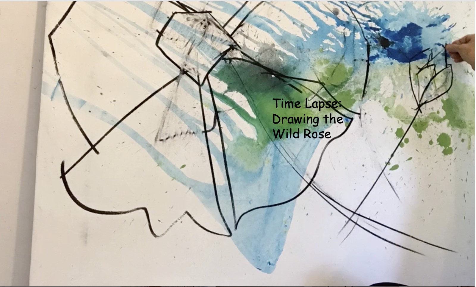 drawing the wild rose