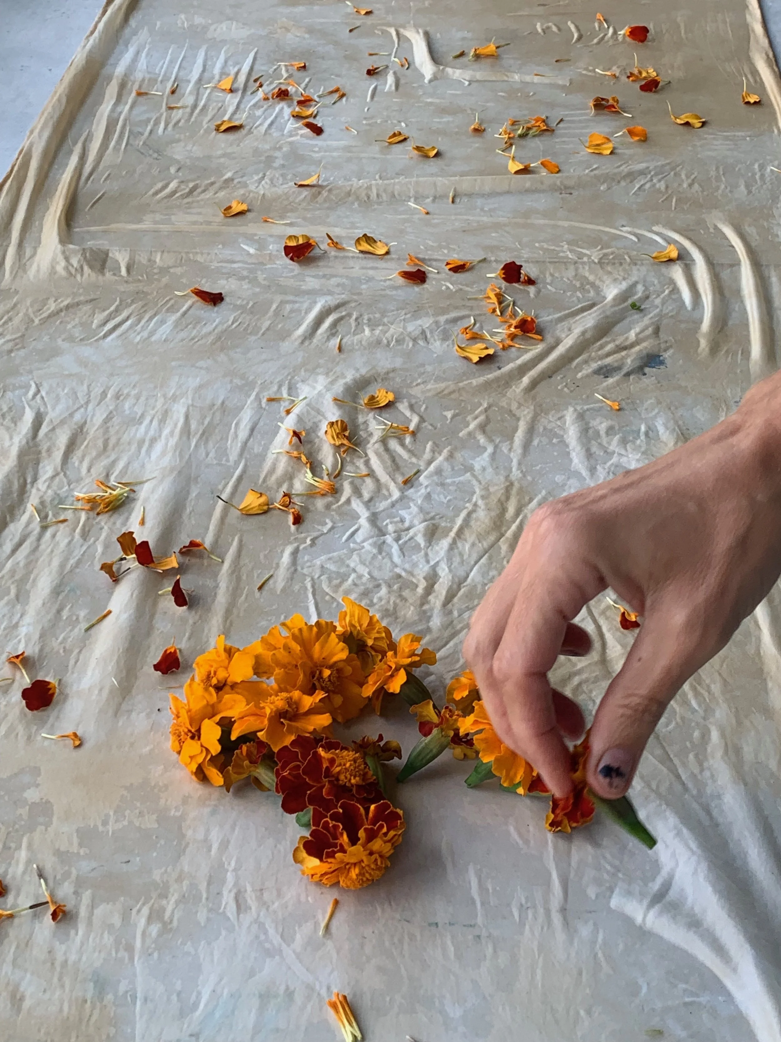 eco-printing spreading marigolds.jpeg