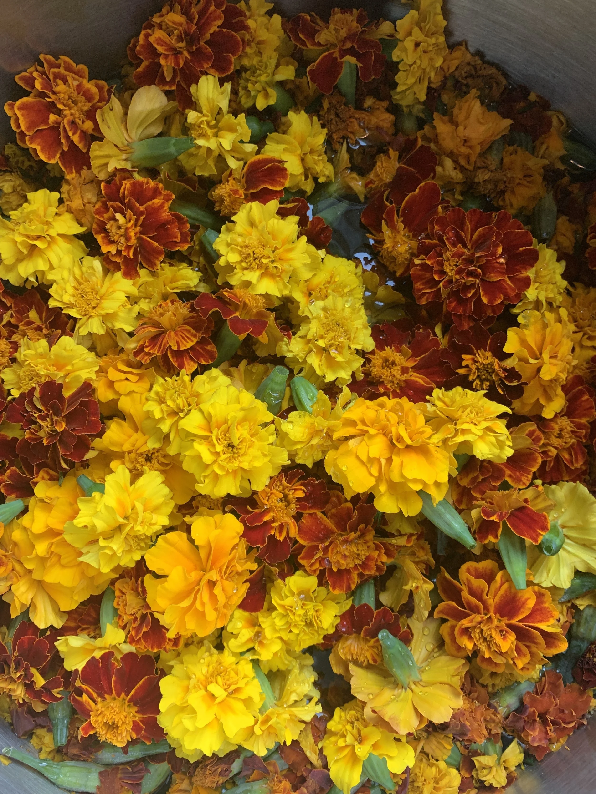 paper and cloth marigold dye .jpg