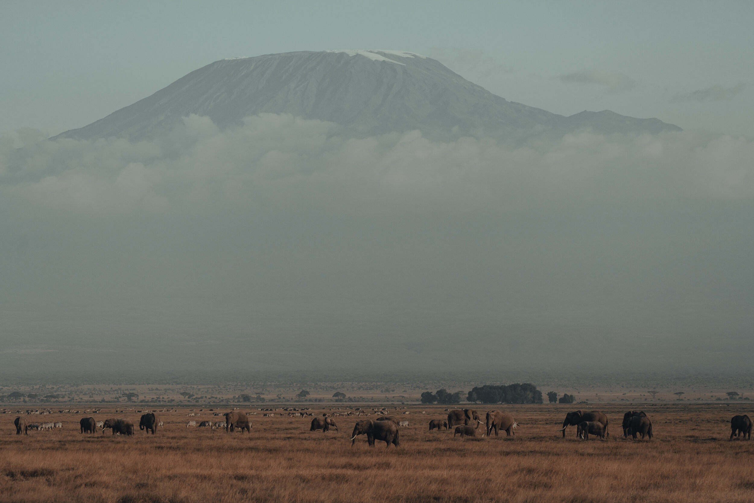 Shortstache_Africa_48.jpg