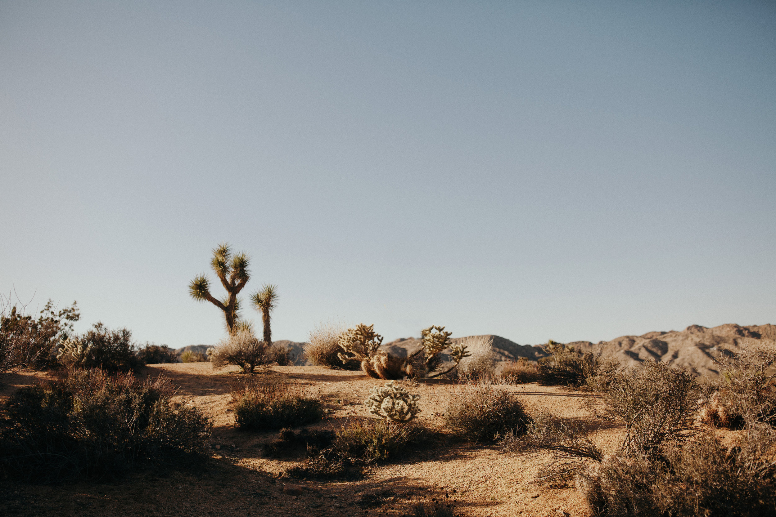 Tides_And_Pines_Joshua_Tree_090_empty.jpg