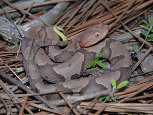 Copperhead.jpg