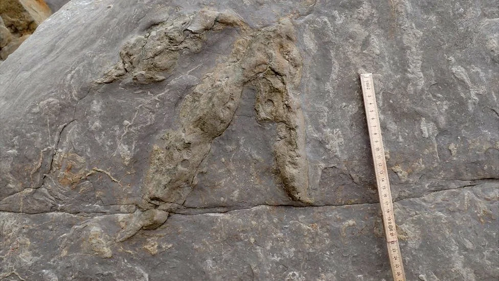 dino footprint 2.jpg