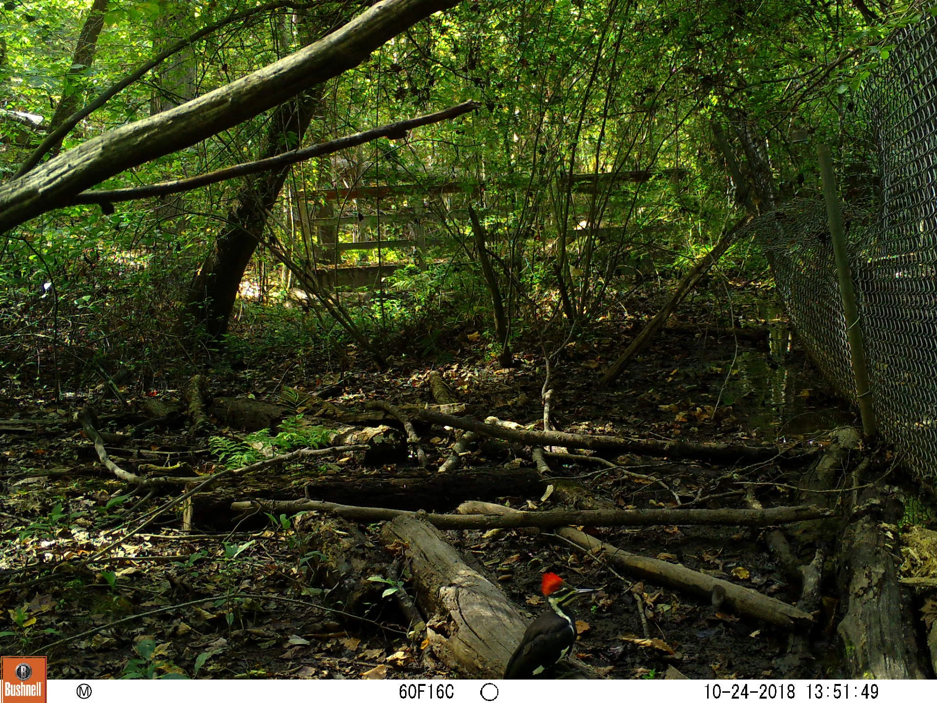 Pileated Woodpecker 2.JPG