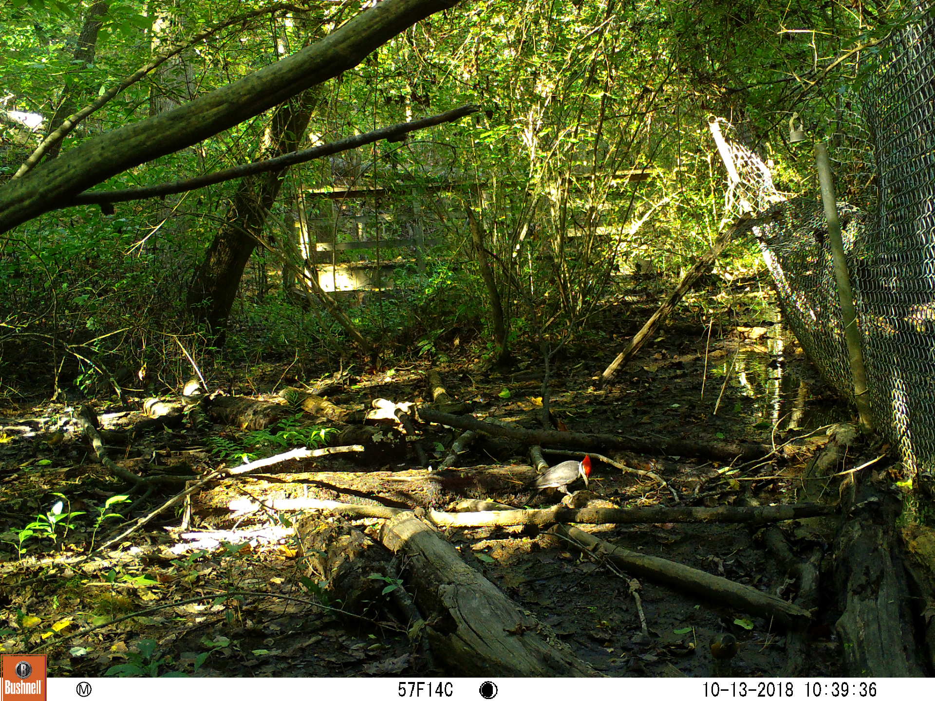 Pileated Woodpecker.JPG