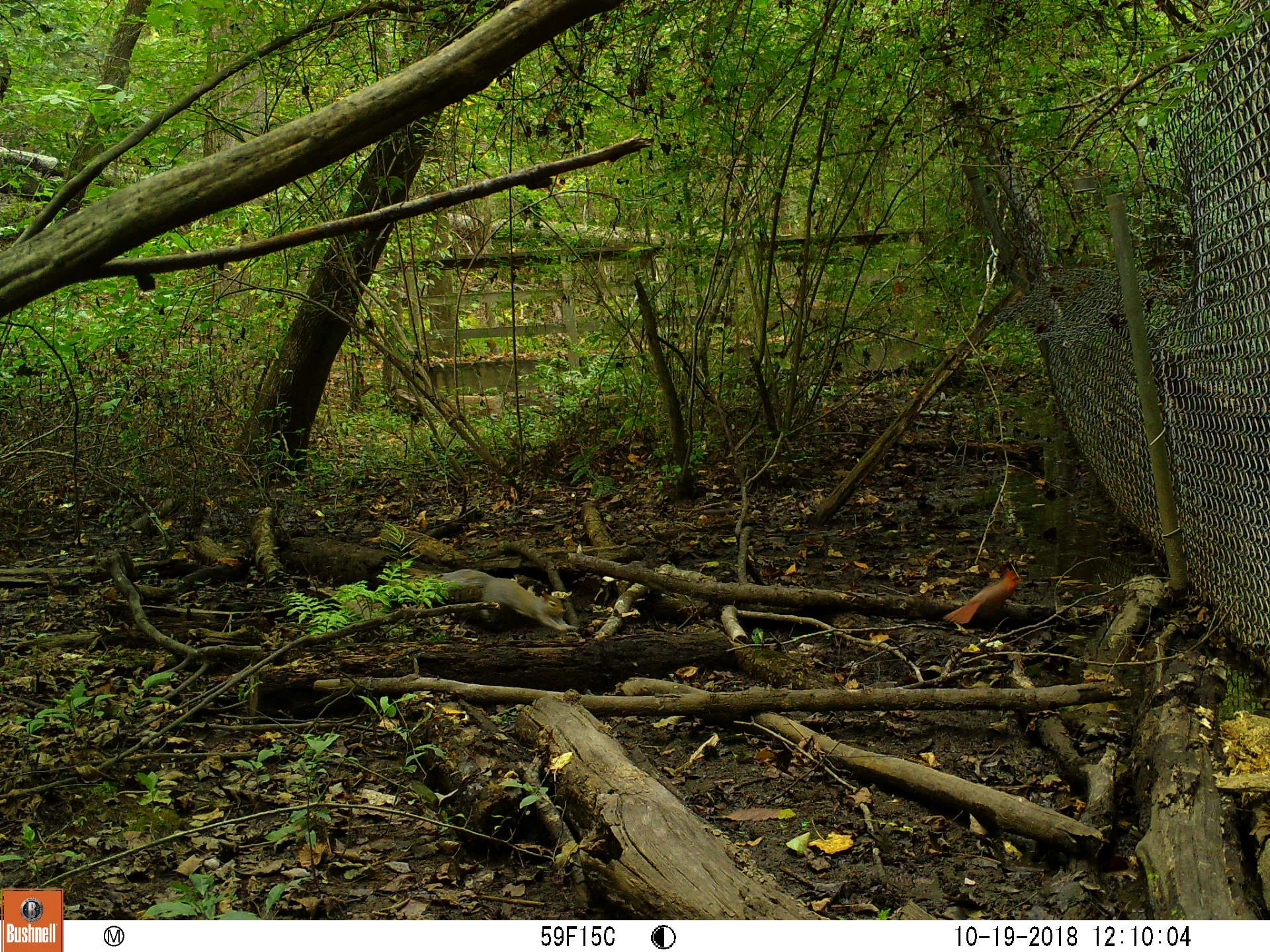 Squirrel and Cardinal.JPG