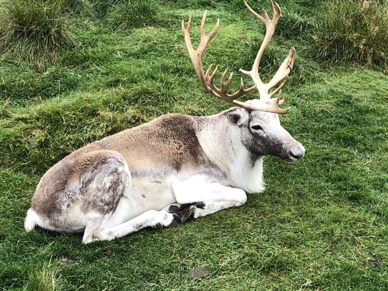 This caribou was one of the many critters at the Salmonier Nature Park, a reserve for injured animals (like the Chattahoochee Nature Center!). They also had owls and eagles, lynx and fox, beaver and otter, and moose!