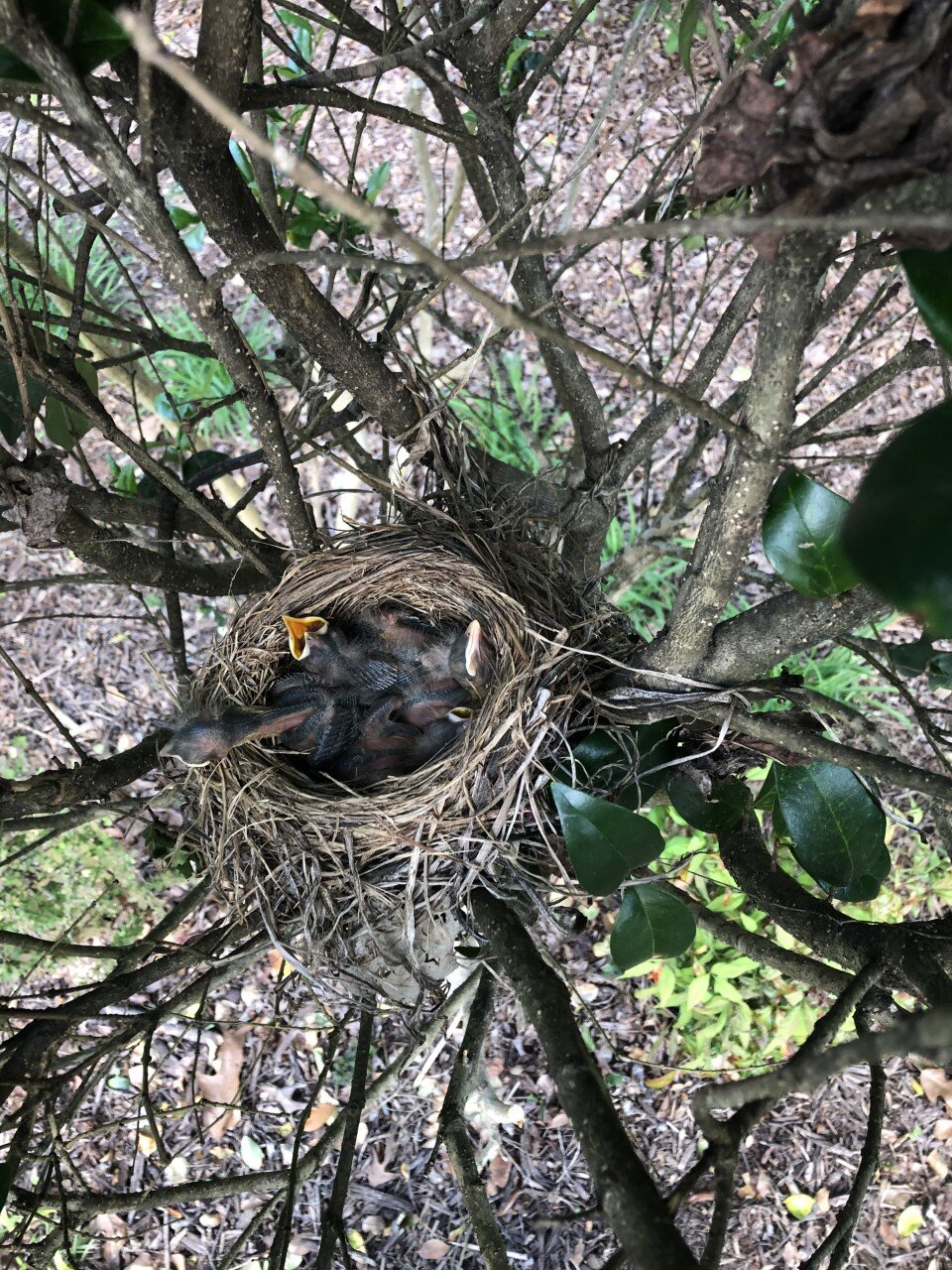 Jack M's robin babies