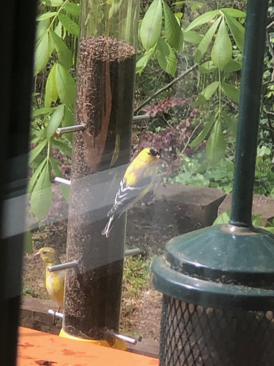 Sloane's goldfinch