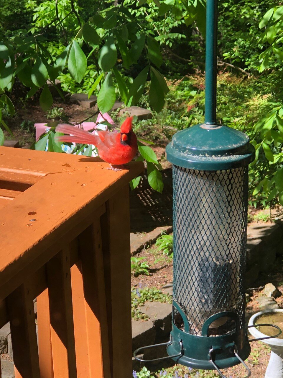 Sloane's cardinal