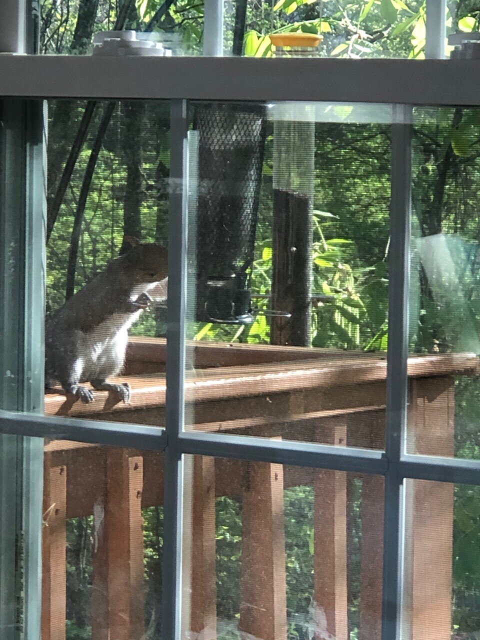 Sloane's squirrel