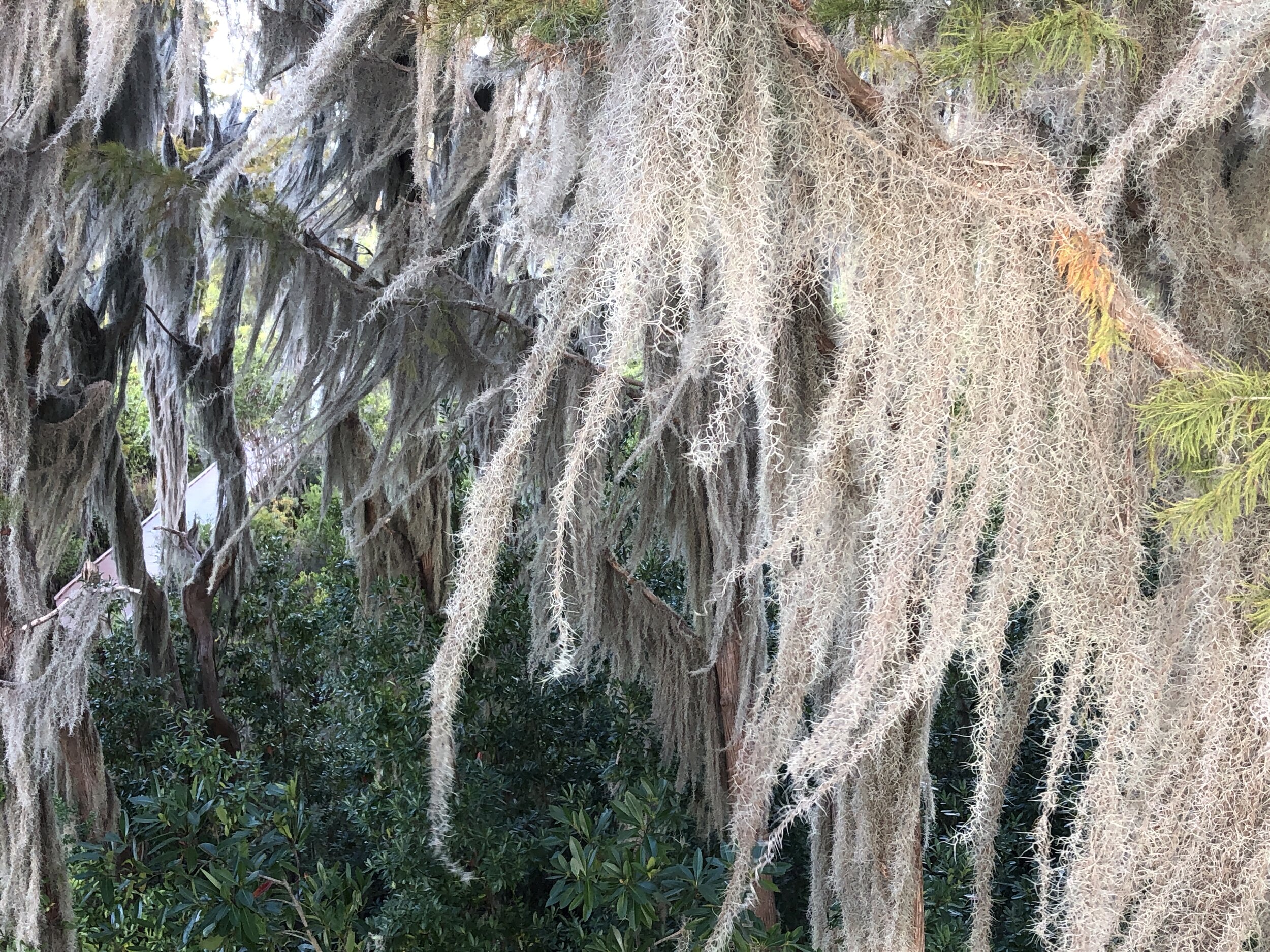Spanish Moss, an airplant