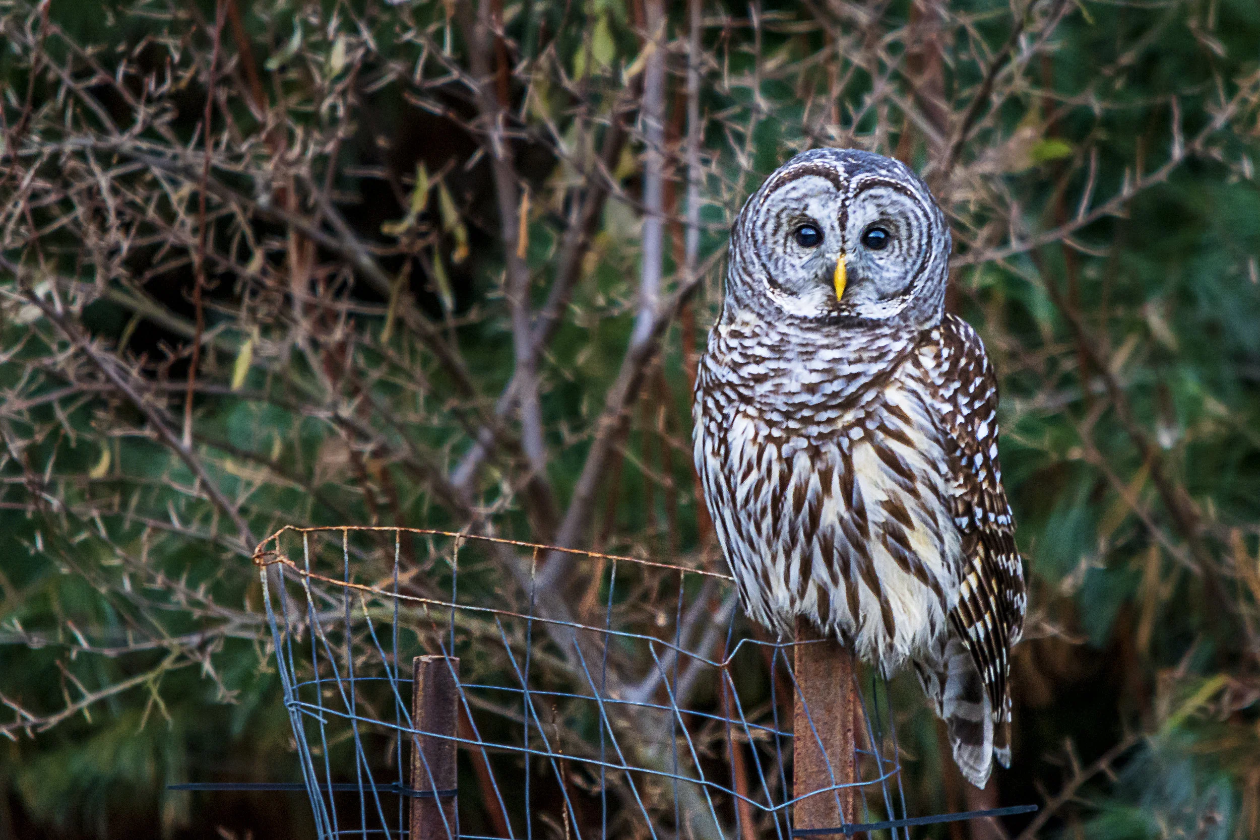 evergreenbarredowl.jpg