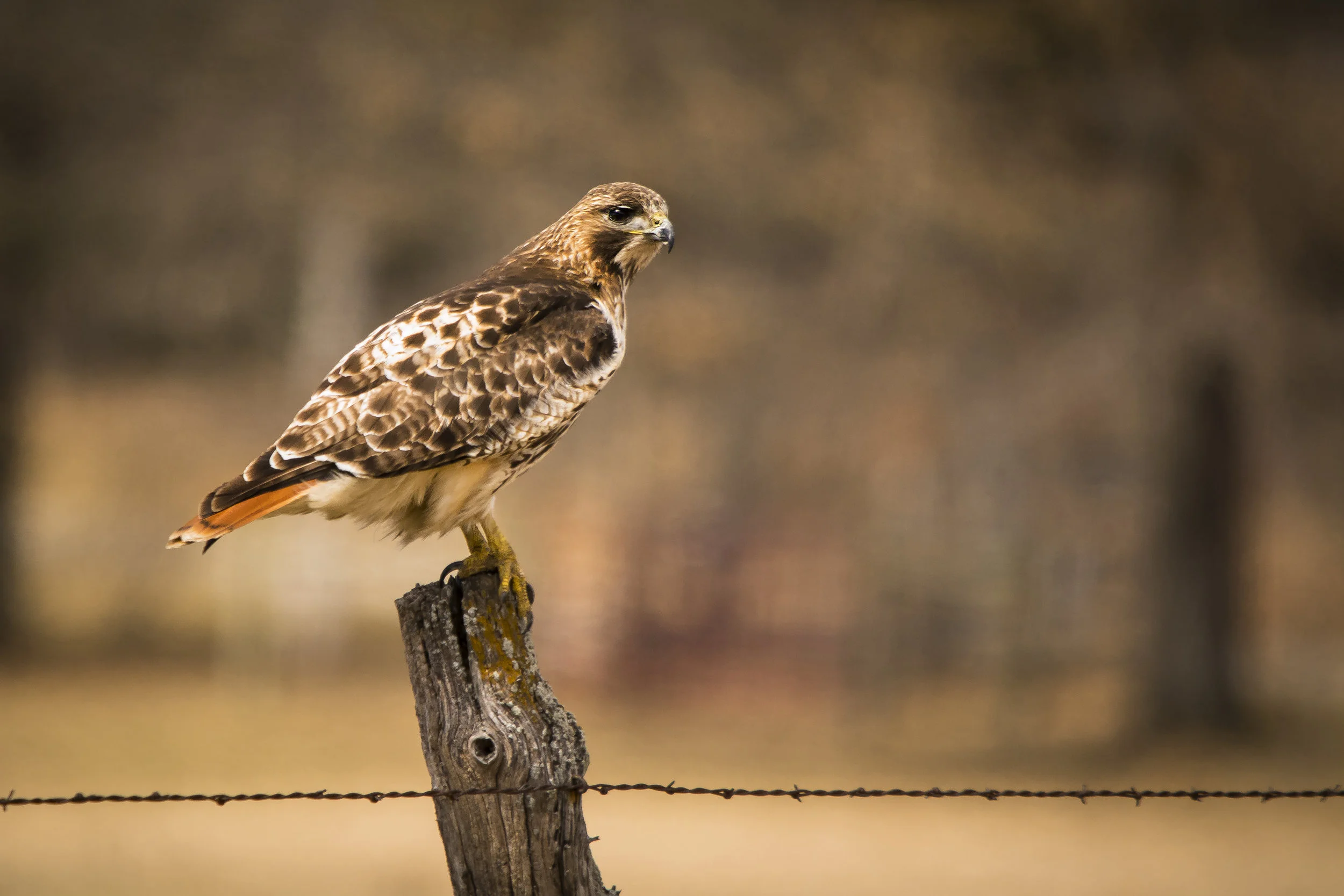 Red-tailed Hawk