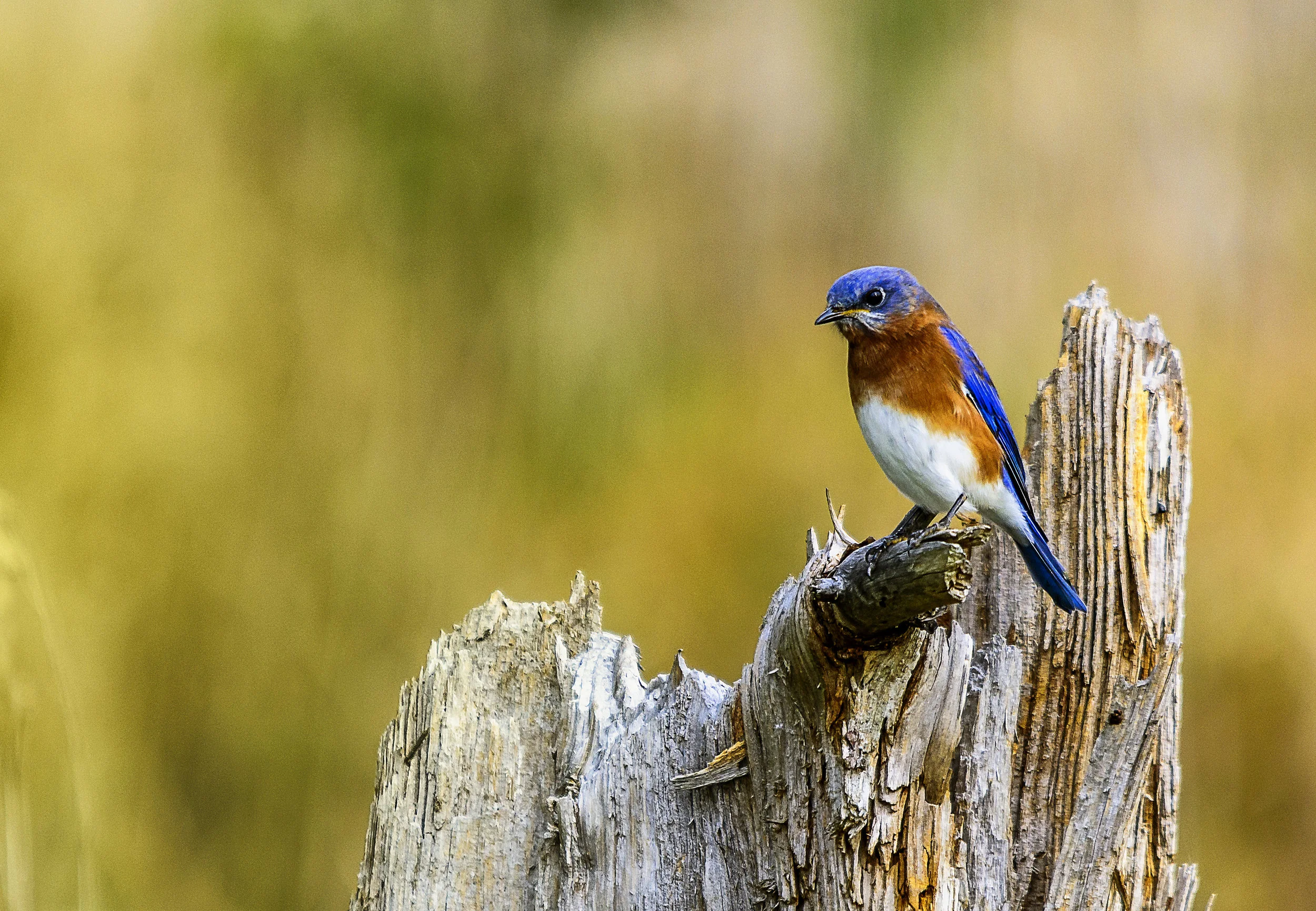 Eastern Bluebird