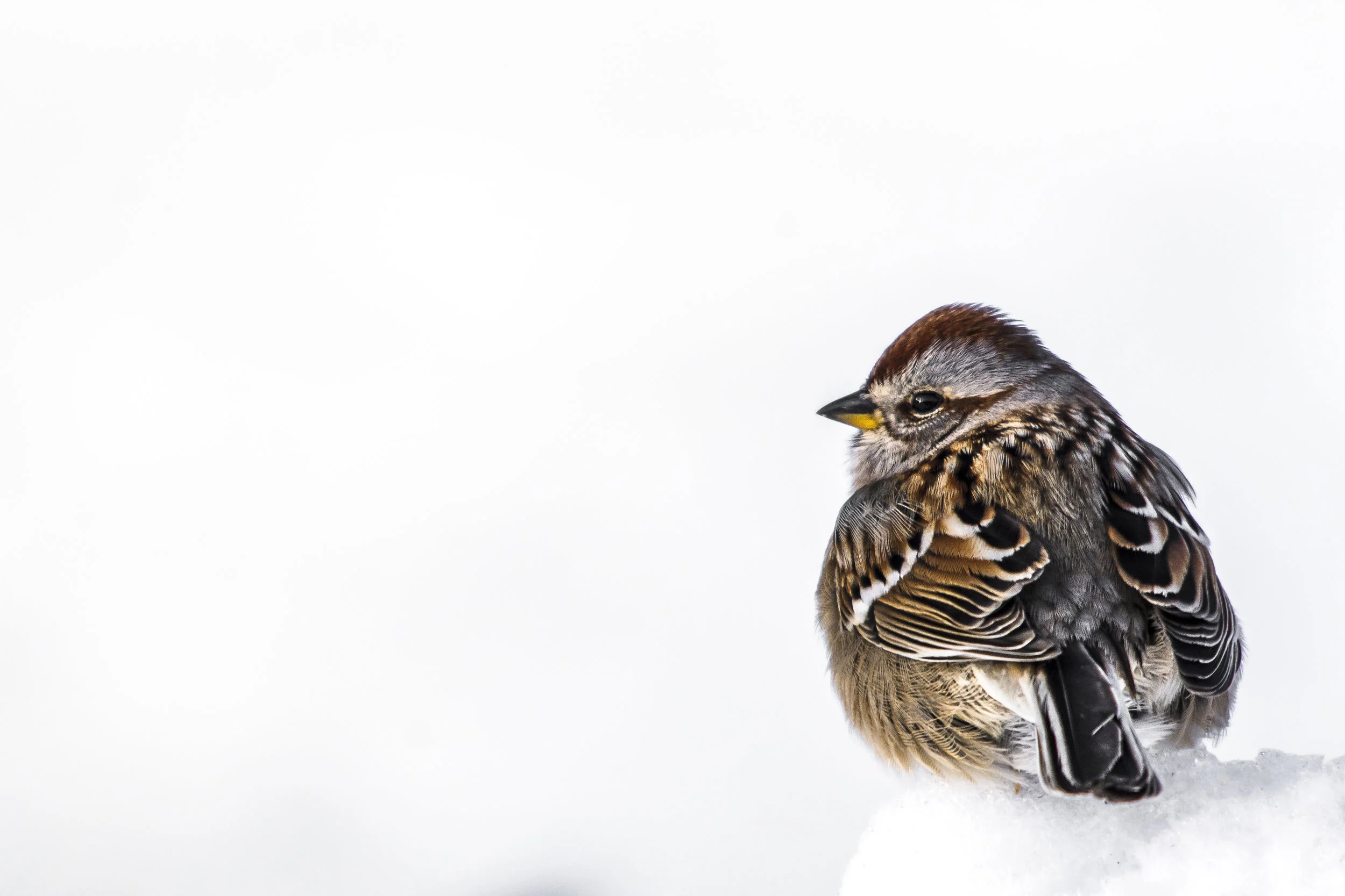 American Tree Sparrow