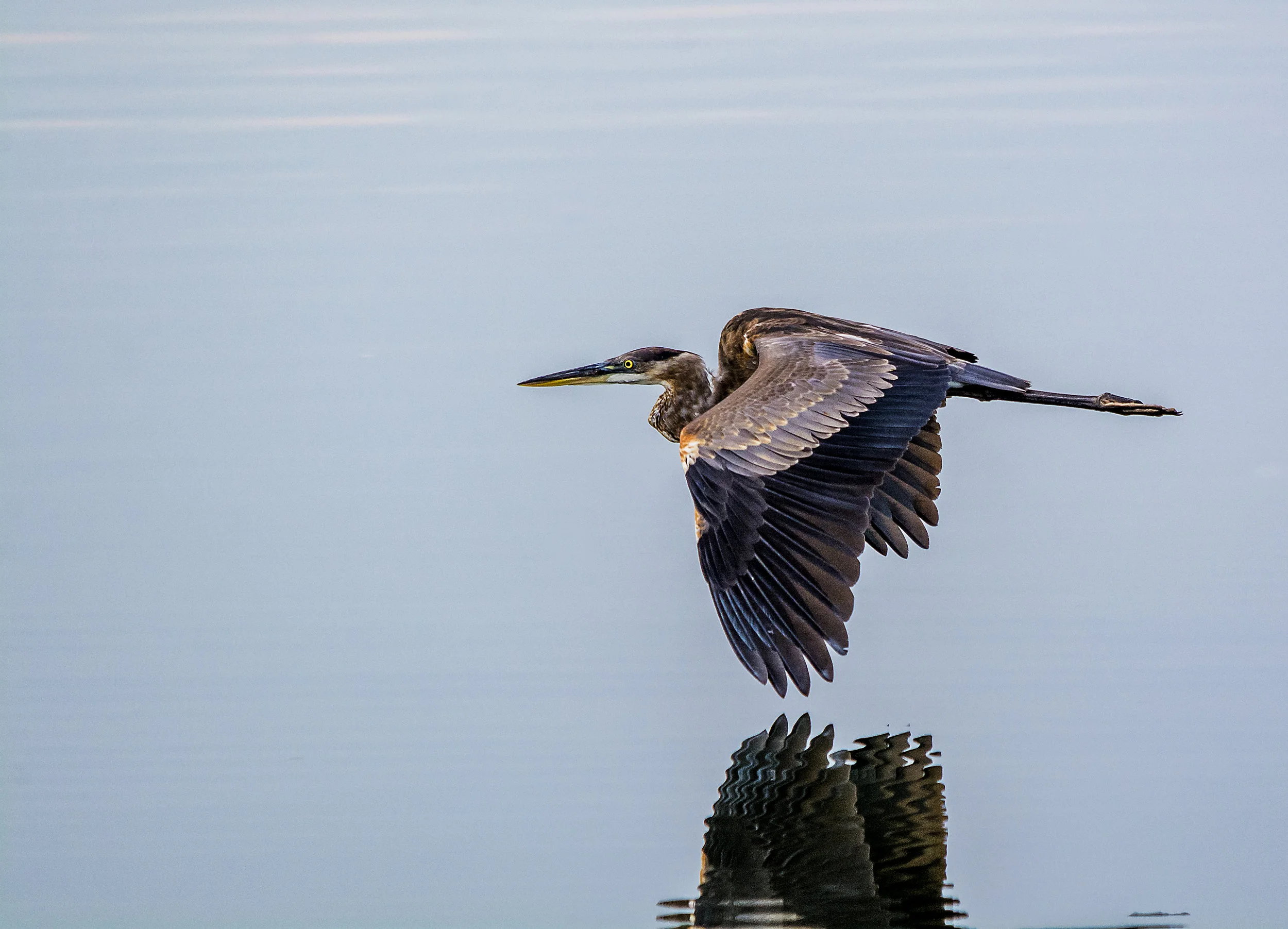 Great Blue Heron