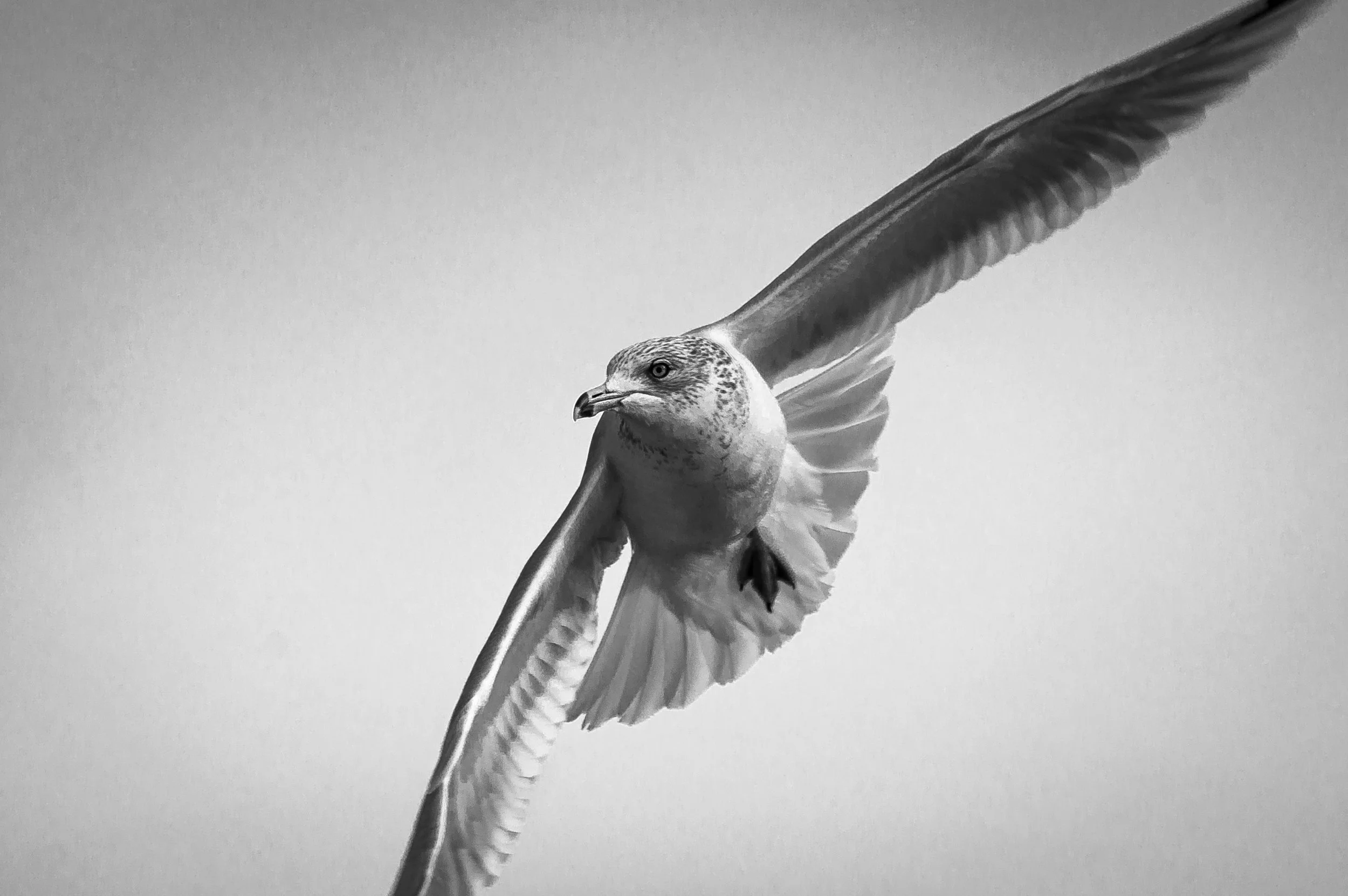 Ring-billed Gull