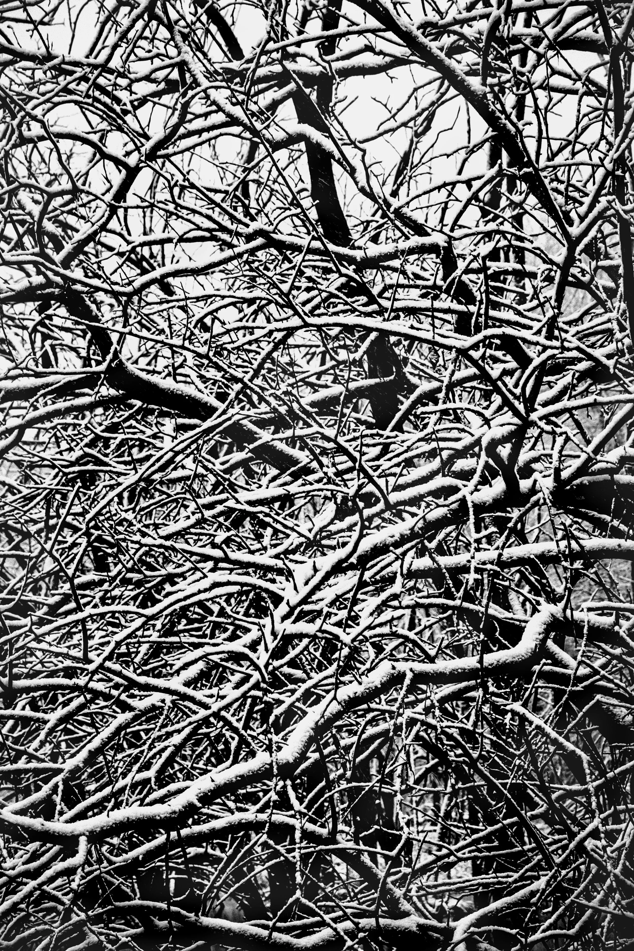 First snow