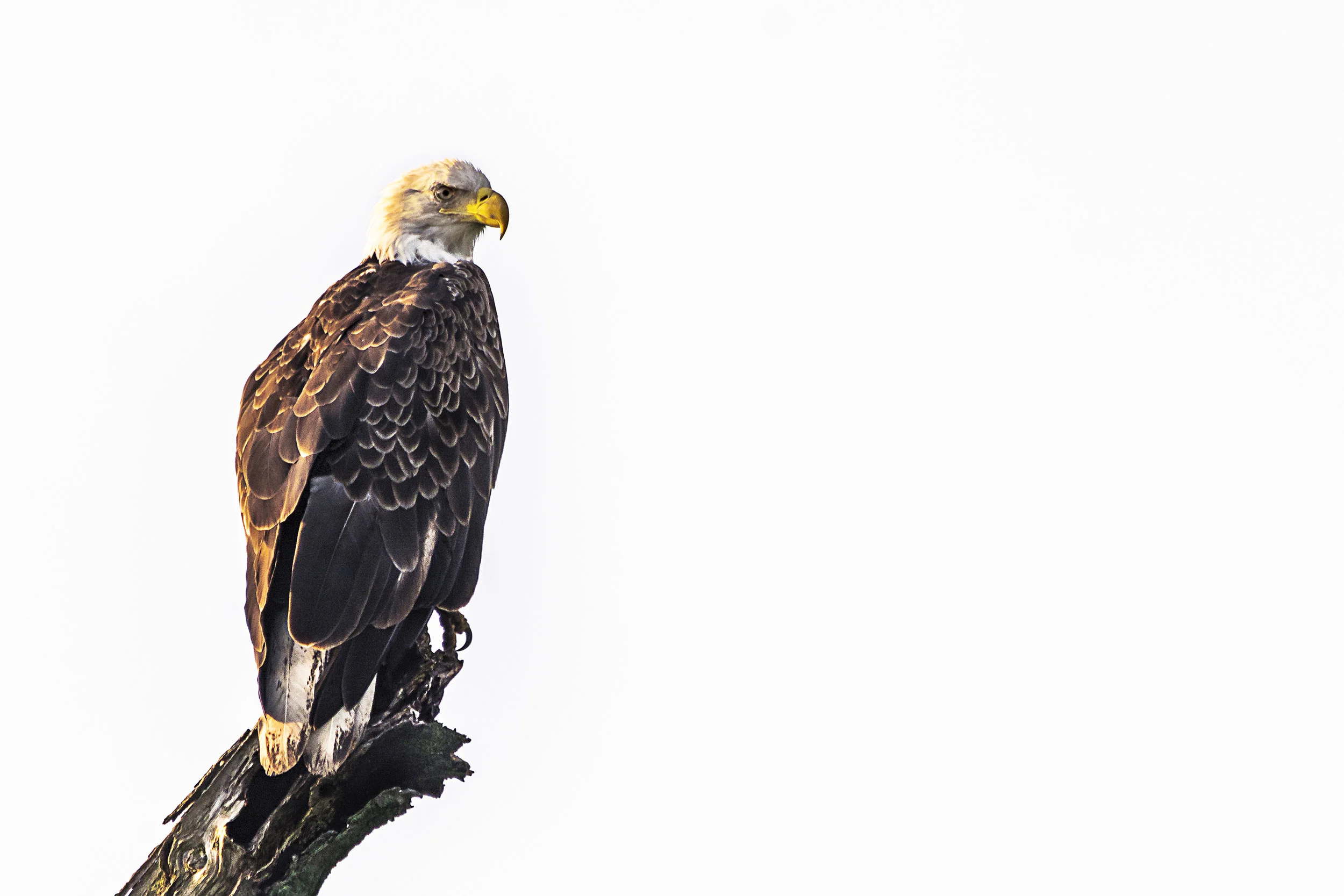 American Bald Eagle
