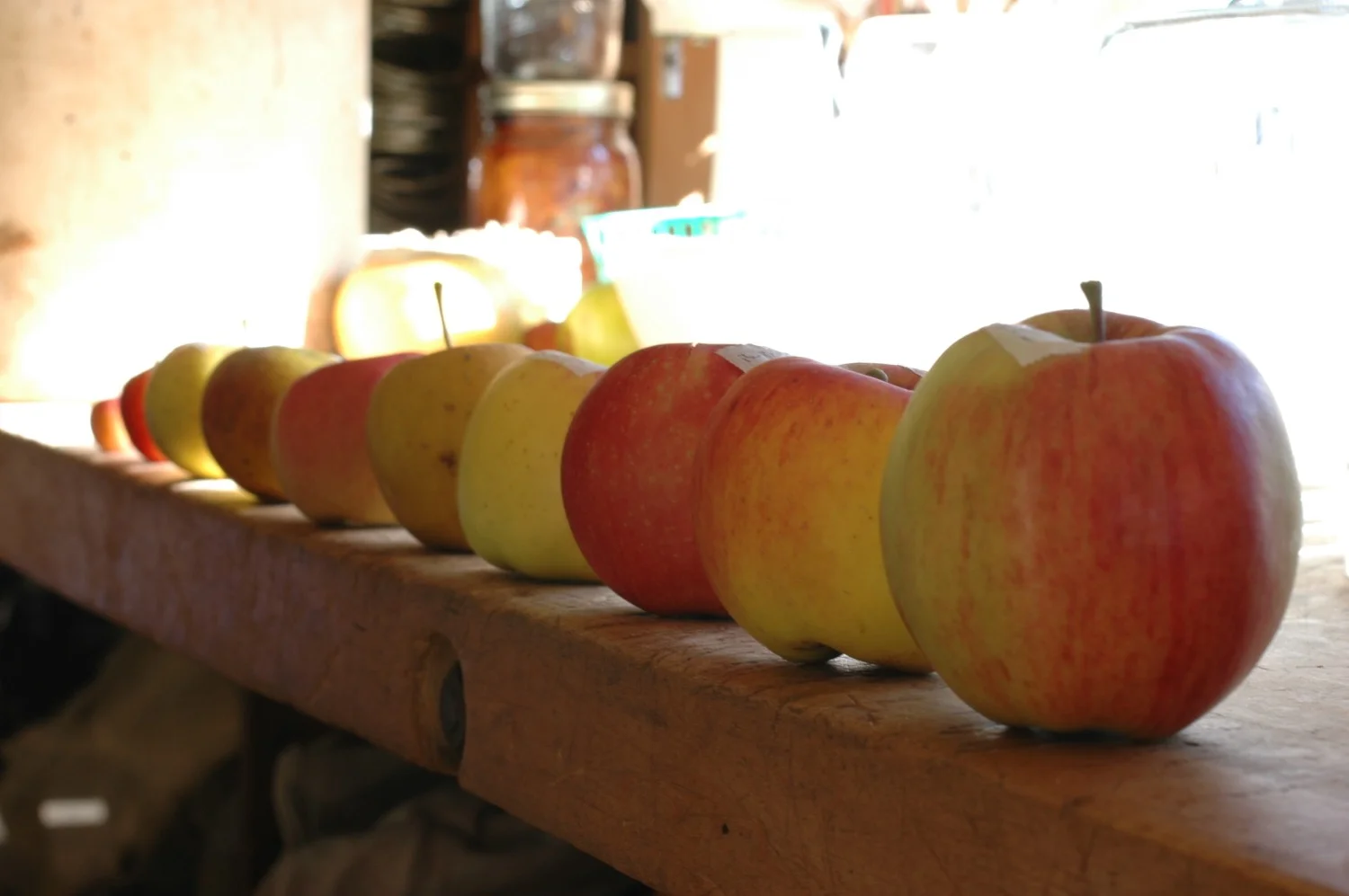 Apples for Tasting.jpg