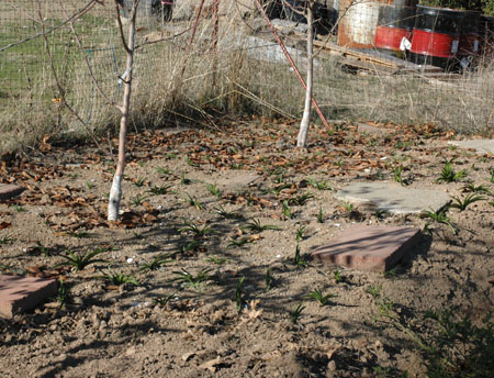 Hybrid amaryllis coming up under the interstem trees. I’ve got quite a few trees planted to these bulb as an understory, now and will start seeing some results (or lack of) soon. Unfortunately, these ones go beat pretty hard in an extended freeze just after this was taken. Most of them seem like they’re recovering. I’m probably right about at the limit of what they’ll tolerate weather wise.