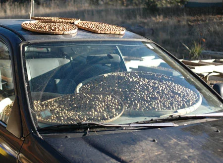 The best drier. The car dashboards are in constant use every fall and much of the summer for drying stuff. There are more trays and boxes in the background. They haven’t all been weighed yet, but probably around 150 pounds total this year. I’ll be selling them on ebay and elsewhere.