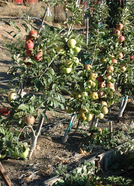 It was a good year for apples! Some gigantic and some tiny. Some delicious and some spitters. The cordon trees have really started to produce. They grow enormous apples. My only complaint is that the apples seem somewhat watered down compared to those off of my other apple trees, no doubt because of watering. I have to water them since they have small root systems and are crowded together, but I may cut back a little to see if I can get closer to the dry farmed taste intensity and sweetness of my other apples. I got to taste a lot of new apples this year and have lost count of how many are fruiting. I sold apples at the market and did a lot of impromptu tastings with people. I’ve gotten some good input and insights now and feel confident to move forward with planting a few more trees for market. I won’t be going large scale or anything. I like keeping a diversified farm economy, it’s safe and resilient, and way more fun! But I would like to be able to take more than a couple of boxes to market. I’m consistently impressed by my apples and disappointed in everyone else’s. I simply don’t take lame apples to market. Those are for the chickens or the juice press. All these years of research and trial testing varieties is paying off. I’m not sure if I’ll do an apple variety blog report this year, but you’ll certainly be hearing more about worthy and unworthy apple varieties sometime in the future. I’ve occasionally had my doubts about sinking so much time, thought and energy into the whole apple project, but tasting some great apples this year, and seeing people’s faces when trying them was very gratifying and has confirmed what my enthusiasm already knew. That should be no surprise since it was all done out of passion and usually the thing you are most compelled to do will bear fruit in some way eventually. That at least is how I’ve always lived.