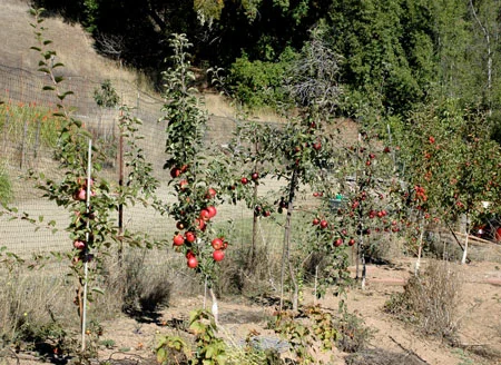 The interstem trees that I did not graft over have come into pretty decent bearing. Being young, I had to thin them quite a bit this year to prevent limb breakage. They are tending to be suckery, but otherwise, I’d say this system is a success. They seem fairly self sufficient, grow fast and fruit early. The fruit quality is high so far.