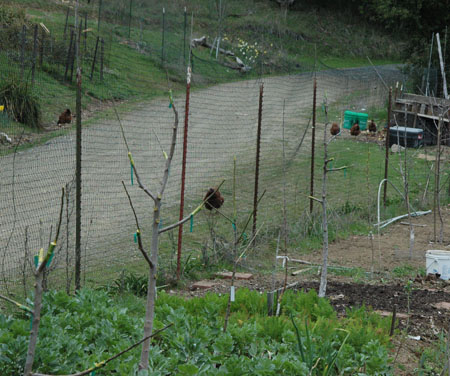 Many of the inter-stem apples that I planted a couple of years ago were re-grafted to new varieties. Most are dessert or dual purpose dessert/cider apples. All the grafts took and they grew very nicely, aside from a couple of g…