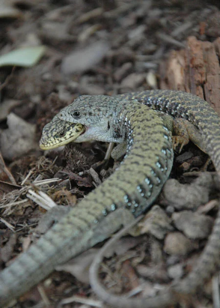 Alligator lizard foreplay. They’d probably be less than thrilled to know they were modeling for exhibition on the web. They’ll run around like this for a while before they can get it up (cold blooded low metabolism at work I guess :). I’m sure it’s totally hot to be bitten on the head if you’re an alligator lizard chick. She looks stoked.