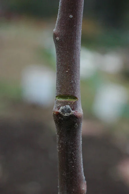 I’m increasingly impressed by notching. Notching above a bud encourages it to grow out, or to grow longer and stronger. This tree was trained by a combination of dis-budding and notching. By so doing, I got scaffold branches exactly where I wanted them and therefore the basic shape of the tree in one year from a single stem! I’m sure you’ll be hearing more about this cool technique I picked up from a very old tree training study, but for now, it’s really this simple- leave 3 buds grouped together along the whip wherever you want a scaffold, removing all other buds except a couple at the top, notch one bud in each group to grow out the direction you want that scaffold to point in (one in each direction for open center or delayed open center). Let all growth except basal suckers grow through the season. Trim off anything you don’t want next winter. Why doesn’t everyone do this instead of the usual slower training methods? That’s a good question and I think the answer is key to making progress in gardening and farming. The approach to gardening and farming seems to be conservative by our nature, but it is often based on baseless common knowledge that is not infrequently short sighted, overly conservative, or just plain wrong. This method of notching combined with disbudding was proven out starting in 1926, but seems to have had little influence as far as I’ve encountered.