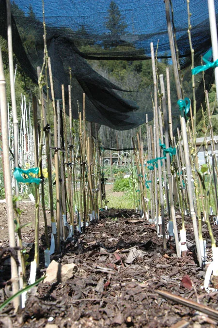Red fleshed apple seedling nursery. They are grafted onto dwarfing rootstocks. In a somewhat bold move, I grafted the entire length of most of the scions instead of the usual 2 or 3 buds on a short stick. Some of them were a couple feet long. I had 100% take on these grafts. Apparently, the more buds they have, the sooner they’ll fruit, so I’ll do virtually no pruning from here out. All are staked, and completely painted with grafting wax to prevent drying until the graft can heal. Note also the shade cloth. Overall, it was a good year for grafting. Various experiments I’ve done indicate that the conservative way most of us usually approach grafting is not always necessary, and probably very limiting. I’ll be experimenting more, so hold your breath for EXTREME GRAFTING!!! (THE MOVIE!?)