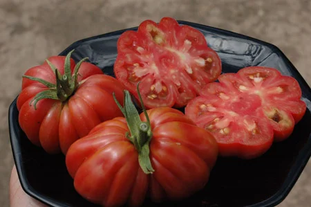 Zapotec tomato is a good eating and salsa tomato. It didn’t turn out to be the great canner I hoped it would though, so it’s back to blue beech to fill that niche for now. Paul Robeson was a great slicer and is probably here to stay (thanks mom for introducing me to both of those varieties!). I usually have free seeds of my favorite tomatoes and vegetables at the farmer’s market in Ukiah, and at the winter scion exchange in Boonville. I have a huge basket full of folded seed pockets ready to go. They are almost like business cards.
