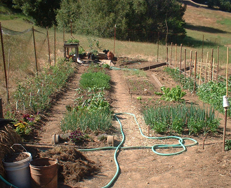 This first year garden at Turkeysong was under surface cultivation. I returned from a several day trip with a friend during a multi-day, over 100 degrees f, heat wave and he was astounded at my perky butter lettuce which had been watered and cultivated just before leaving. This intervention only solves crusting if you do it soon after watering, every single time.