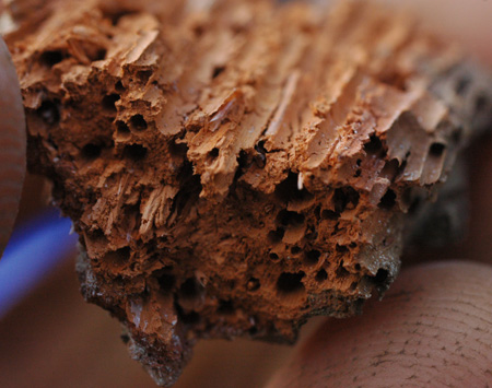 Close up of a clay kiln wall fragment. You can see the holes left by the straw that was also used in the construction. In fact, it was more straw than clay by volume I think, so there is a lot of pore space in there. This probably has water and nutrient holding capabilities as numerous old accounts I've read extol the virtues of burned clay as a soil amendment. This in particular is probably extra more better, because of the straw incorporated. I can think of ways to make this even more betterer, and if the kiln breakdown product is considered as a resource, it might be worth tweaking the recipe a little to get a maximally functional product. Okay, now my gears are turning, watch out!