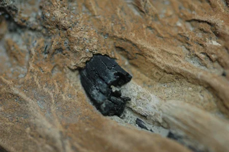 People are often skeptical about the alleged durability of charcoal. I've found charcoal buried deep in the ground and probably associated with artifacts thousands of years old. Anyway, this seems to prove the point pretty well. It's a fossil that my friend found with both petrified wood and pieces of charcoal embedded in a stone matrix.