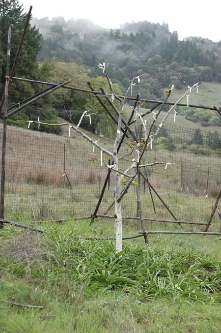 Edward's Winter apple re-grafted to a better (better here anyway) variety by frameworking. Frameworking is generally superior to topworking, a more usual method, and I will be pushing this idea more in the future. The Amaryllis flower bulbs growing beneath the tree are part of my tree understory experiments.