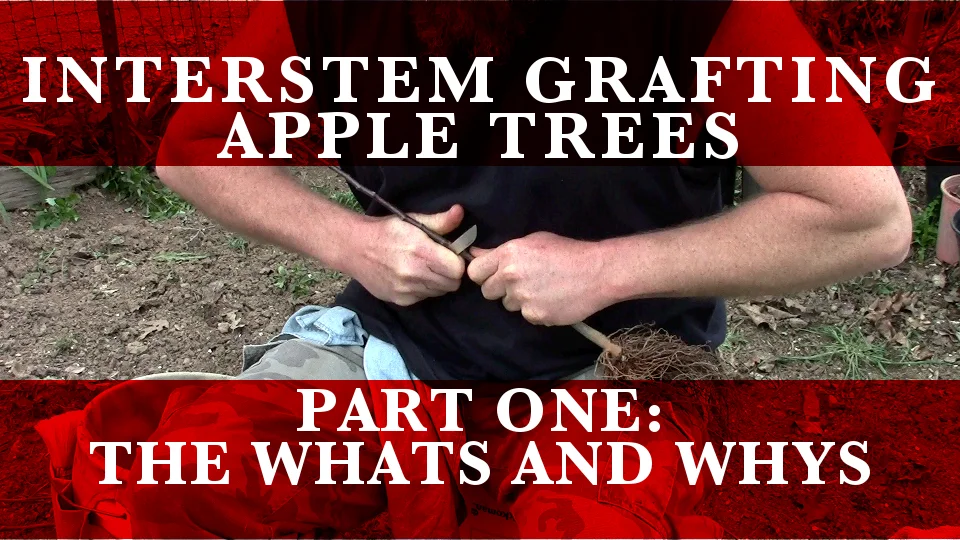 Interstem Grafting of Apples: small trees, big roots — SkillCult
