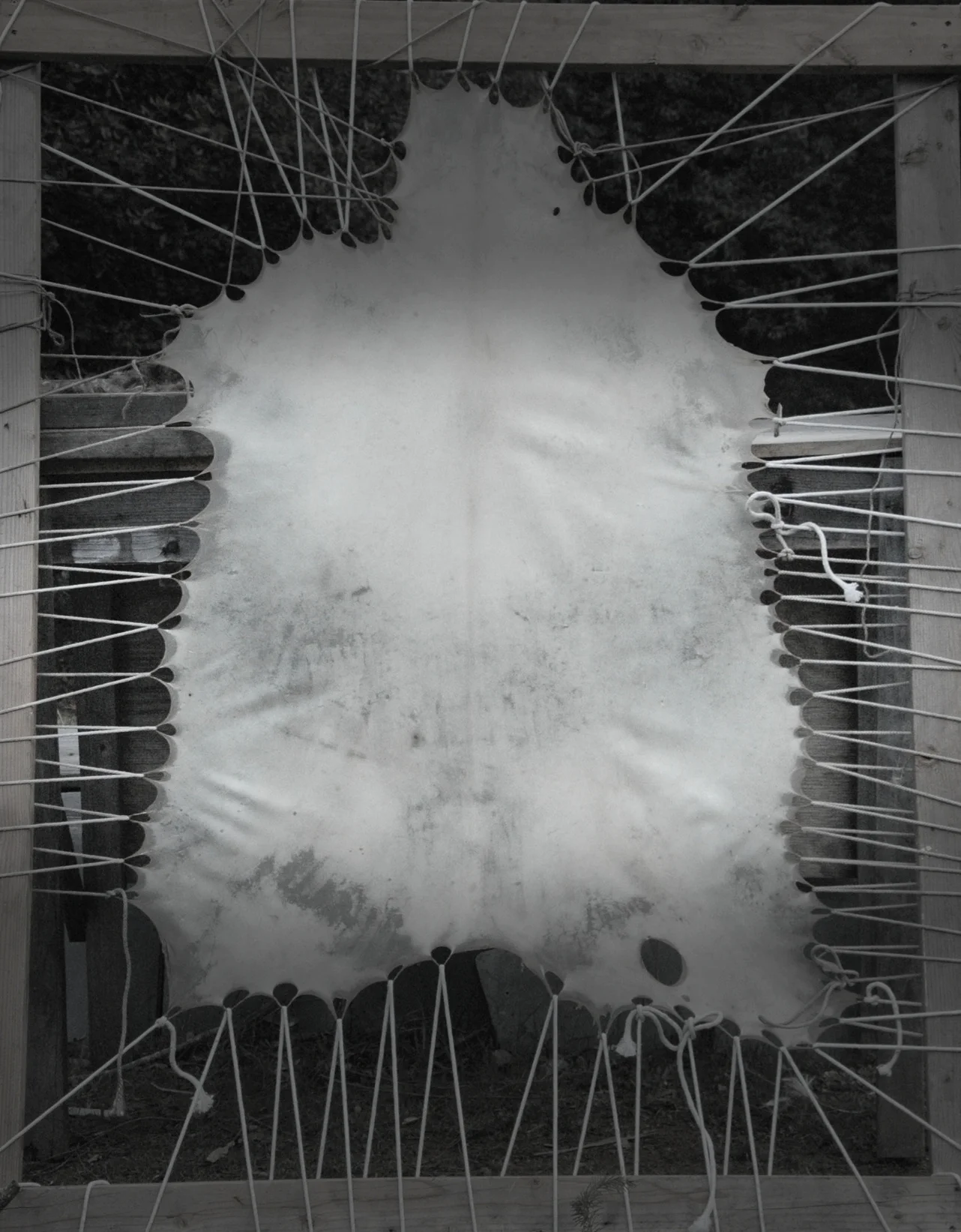 Goat Rawhide Drying in Rack_01.jpg
