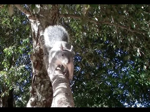 Turkeysong, the Year in Video