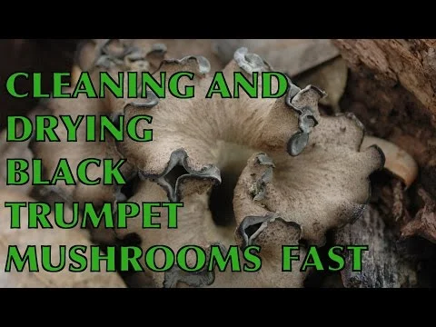 Collecting, cleaning, drying and storing black trumpet mushrooms fast, (a.k.a. horn of plenty)