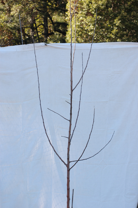 One year of growth on an apple tree after dis-budding and notching to select branches. This method appears so superior to what is commonly recommended that I am anxious to do an article or video on it. It may be a little hard to visualize in 3 dimensions from a 2 dimensional picture, but this tree gave me 4 branches in four different directions in just one year. I haven't taken a current picture, but the tree will be grafted over since the scion wood was mislabeled. It was supposed to be Golden Harvey, a super sweet long keeping cider/eating apple that I was all stoked up to find. It turned out to be some bitter foamy cider apple of no account.