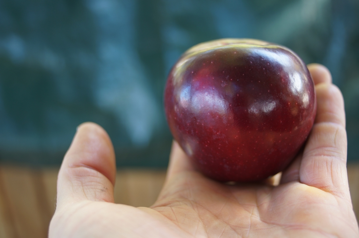 Beautiful, tasty King David