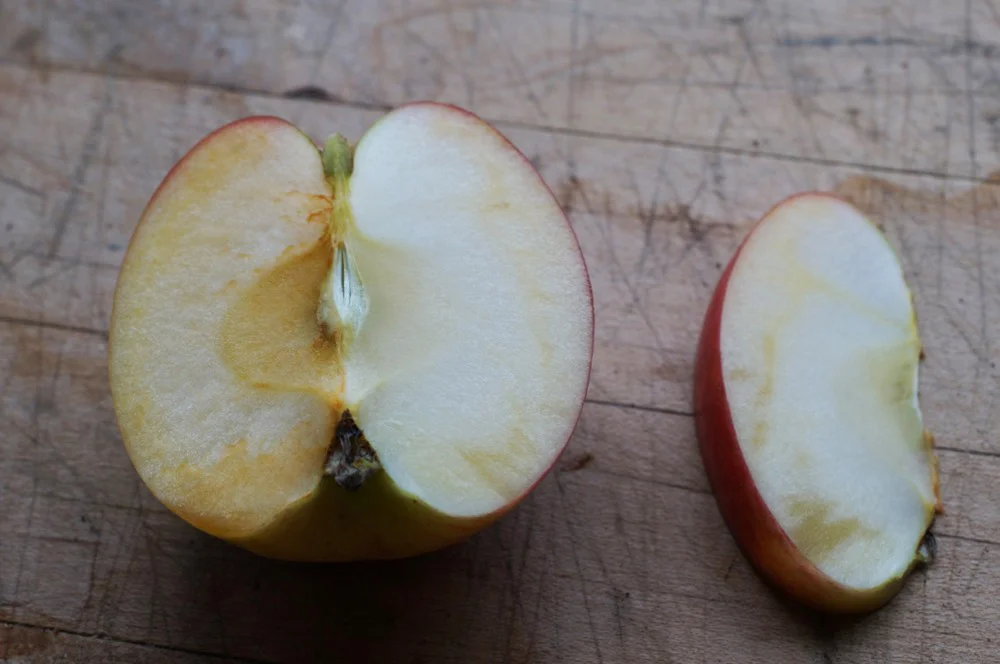BITE ME! doesn't brown too badly. This is after about 12 hours sitting on the kitchen counter. freshly cut half on the right for comparison. You can see a little watercore there. Given the drought and that it is a first fruiting, it doesn't seem likely to be an issue in the long run.