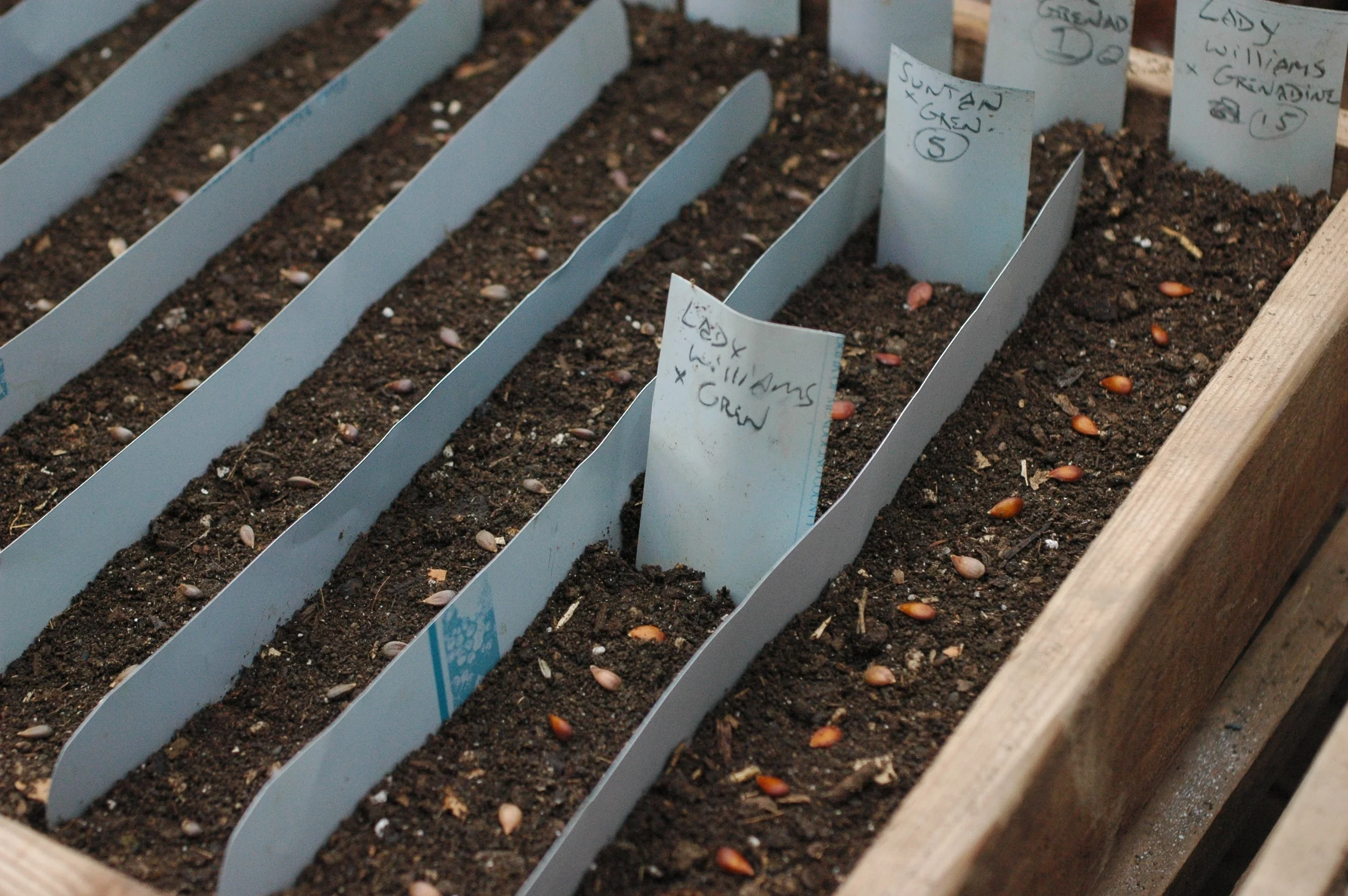 These seeds are already stratified, but a viable option is to plant early and leave the flat in a exposed to cold weather.