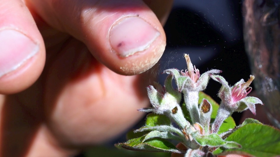 Pollinating an apple blossom