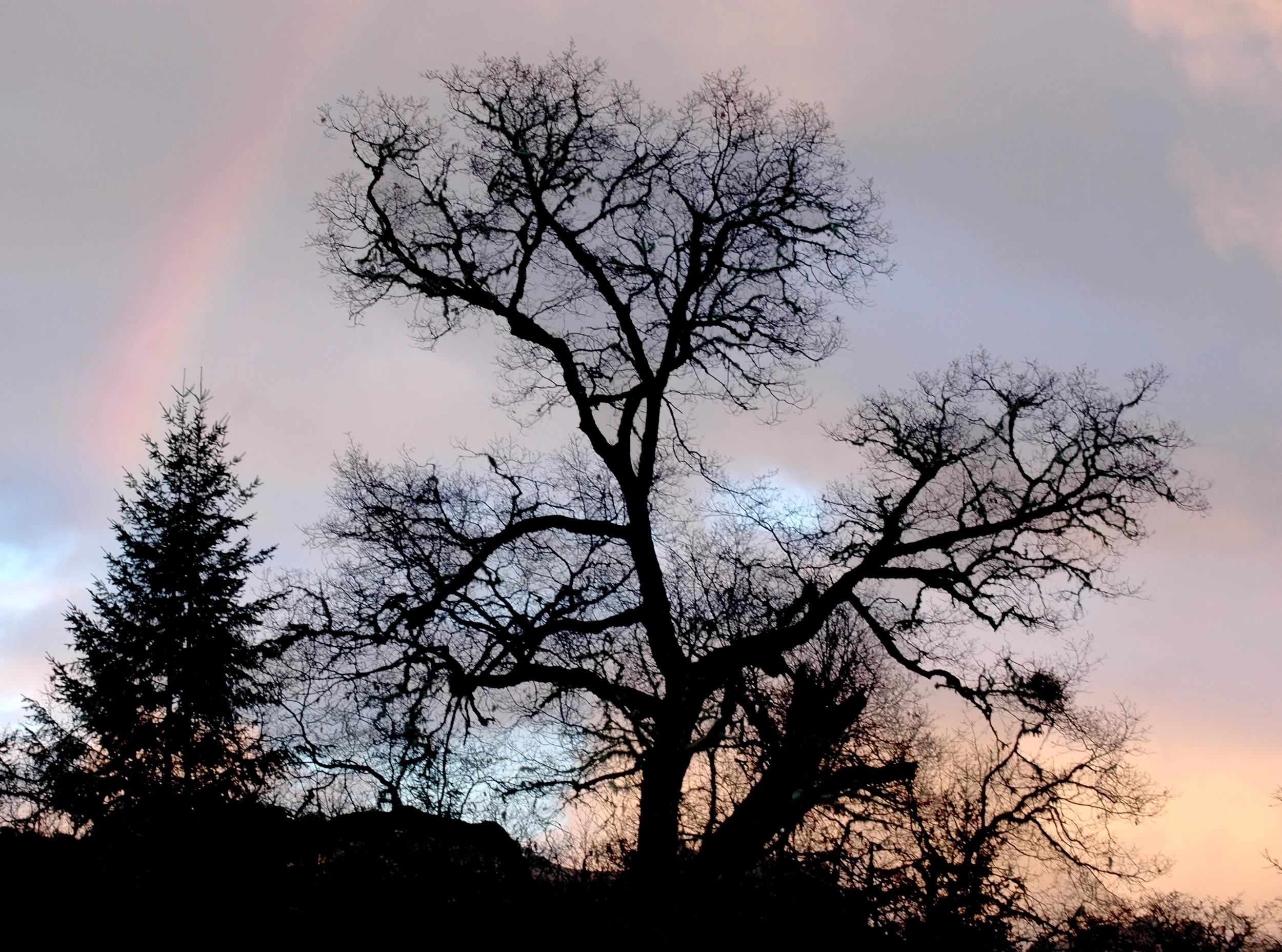 Black oak with rainbow. Yet another large section of this tree just fell off and is going to take some creative and thoughtful planning to clean up safely. Should make a good episode for my new Homestead Life category, being for snippets of life and incidents here. Also should provide some nice wood for making stuff and some bark for tanning. The early tanning industry in California was apparently using Black and White Oaks. Later they switched over to Tan Oak which is what I mostly use now. My use of Black Oak has so far been promising.